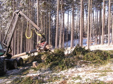 Těžba dřeva