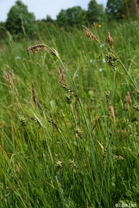 ostřice prosová.jpg