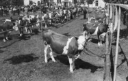 výstava.dobytka1931-1.jpg