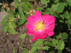 rosa-gallica-1.jpg